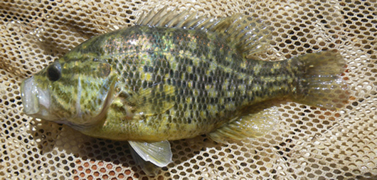 Warmouth sunfish