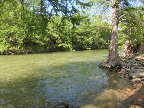 Native riparian species