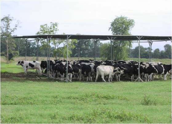 Livestock shade structure