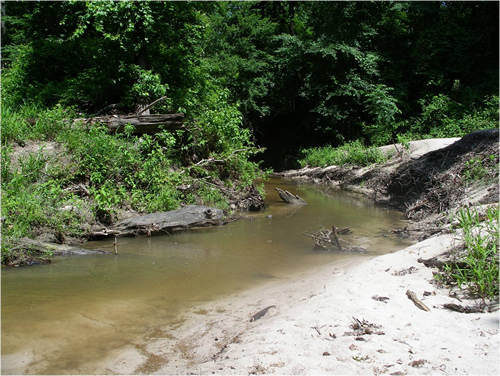 Woody Debris