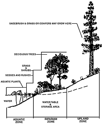 Riparian Zone Diagram