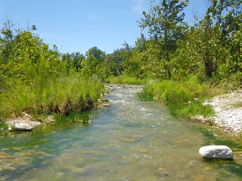 Healthy Riparian Habitat Photo